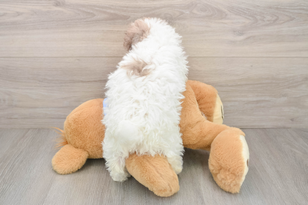 Best Poodle Baby