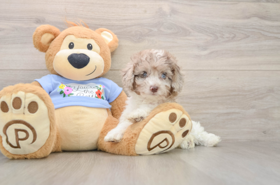Little Poodle Baby