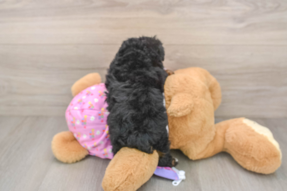 Playful Poodle Baby