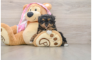 Popular Poodle Baby