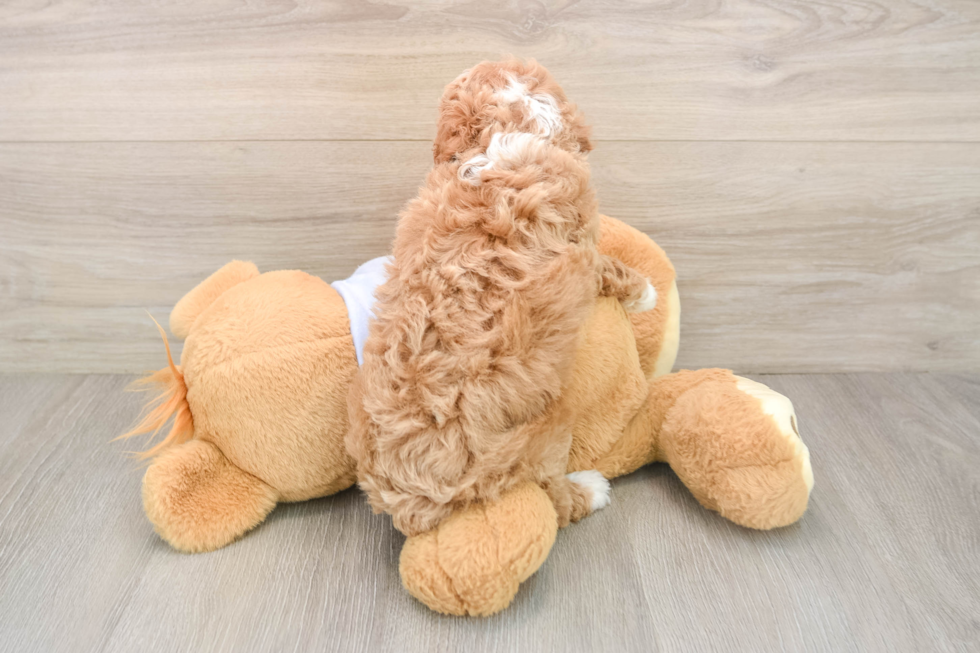 Best Poodle Baby