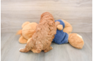 Poodle Puppy for Adoption