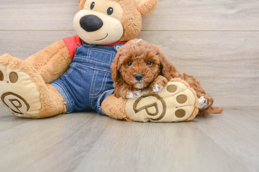 Funny Poodle Purebred Pup