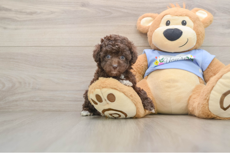 Popular Poodle Baby