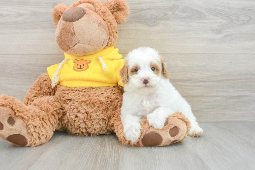 Sweet Pooodle Purebred Puppy