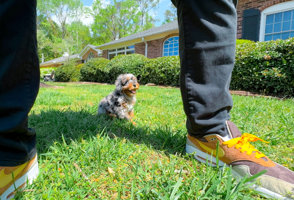 Cute Poodle Purebred Pup