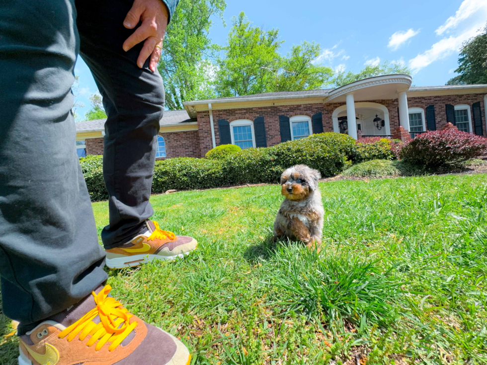 Poodle Puppy for Adoption