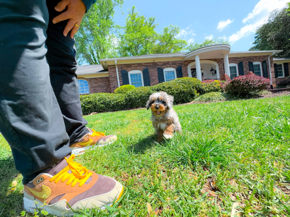 Cute Pudel Purebred Puppy