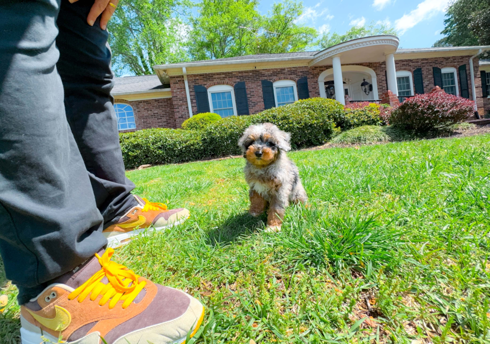 Cute Pudle Purebred Puppy