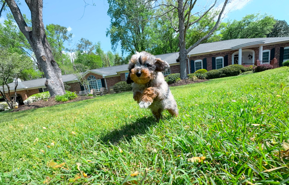 Cute Pudel Purebred Puppy
