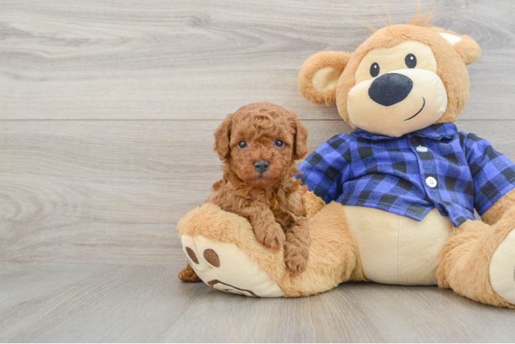 Poodle Puppy for Adoption