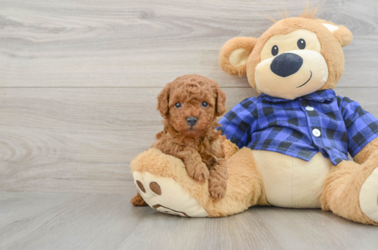 Poodle Puppy for Adoption