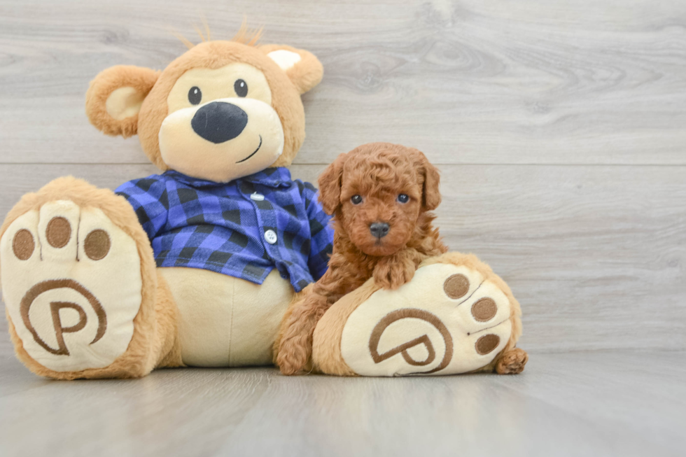 Sweet Pudel Purebred Puppy