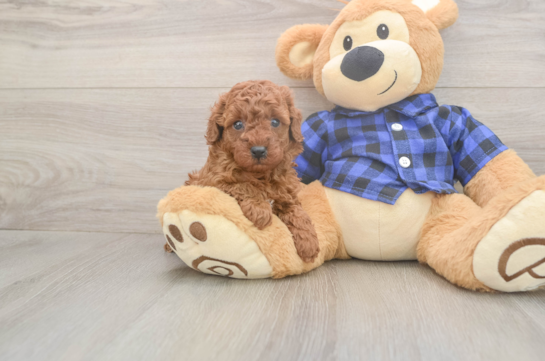 5 week old Poodle Puppy For Sale - Simply Southern Pups Cute Pudle Purebred Puppy