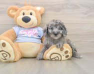 7 week old Poodle Puppy For Sale - Simply Southern Pups