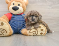 6 week old Poodle Puppy For Sale - Simply Southern Pups