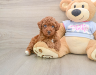 7 week old Poodle Puppy For Sale - Simply Southern Pups