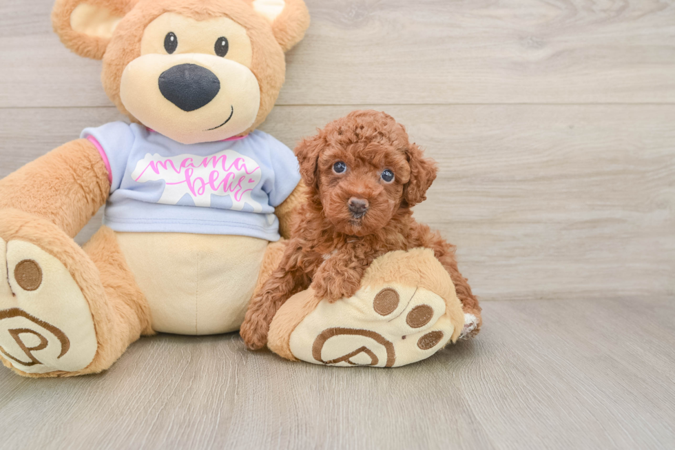 Playful Poodle Purebred Pup