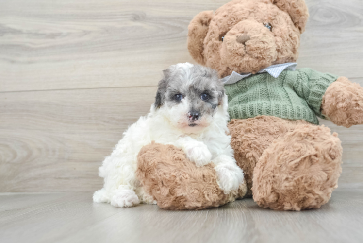 Fluffy Pooodle Purebred Puppy