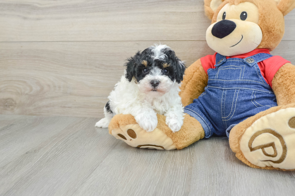 7 week old Poodle Puppy For Sale - Simply Southern Pups