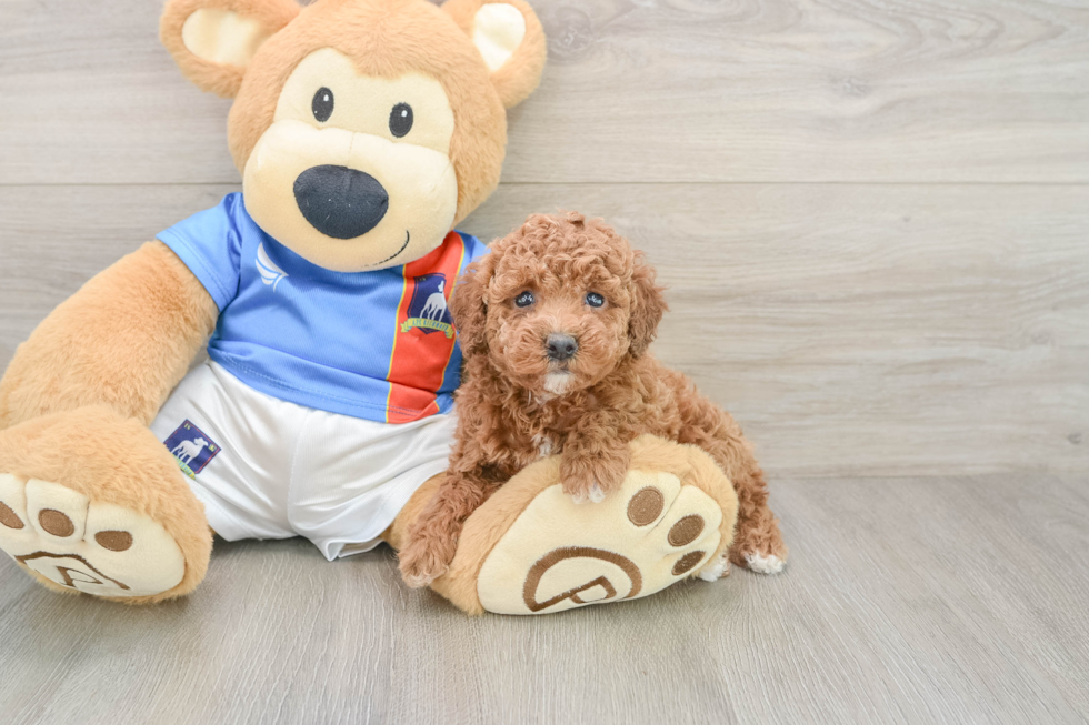 Hypoallergenic Poodle Baby