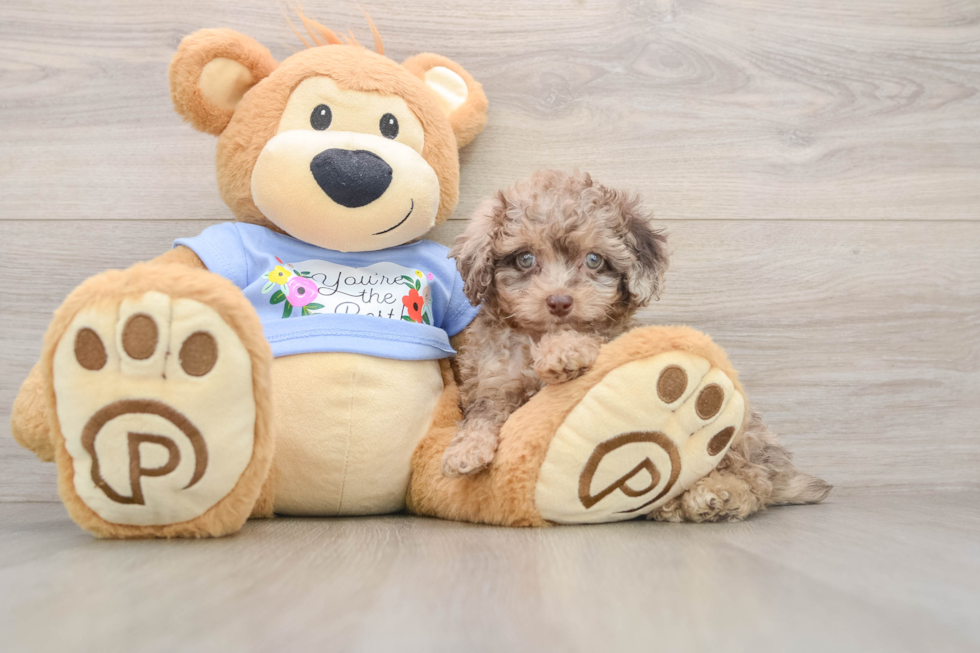 Funny Poodle Baby