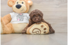 Poodle Puppy for Adoption