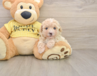 8 week old Poodle Puppy For Sale - Simply Southern Pups