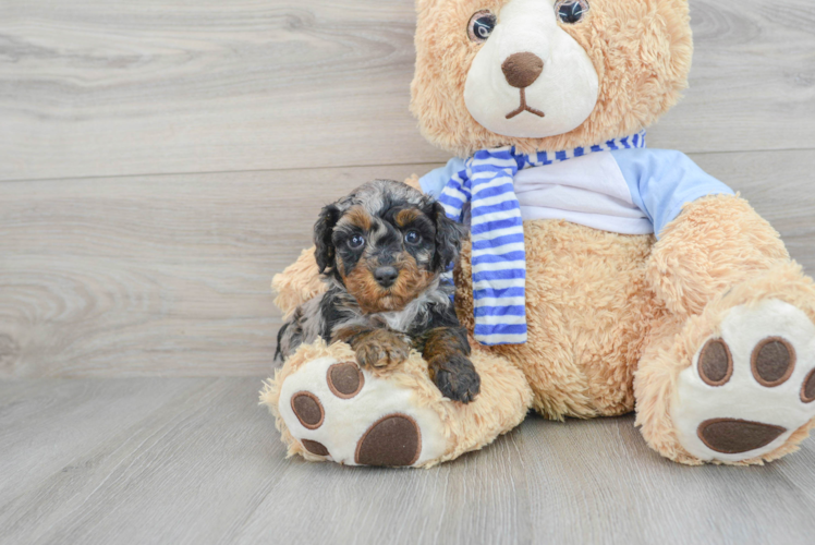 Poodle Pup Being Cute