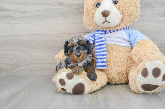 Poodle Pup Being Cute