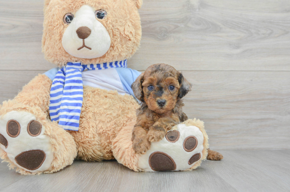 5 week old Poodle Puppy For Sale - Simply Southern Pups