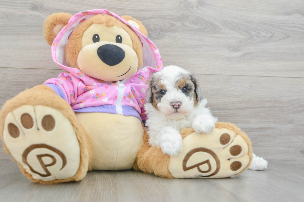 5 week old Poodle Puppy For Sale - Simply Southern Pups