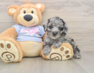 7 week old Poodle Puppy For Sale - Simply Southern Pups