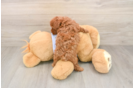 Best Poodle Baby