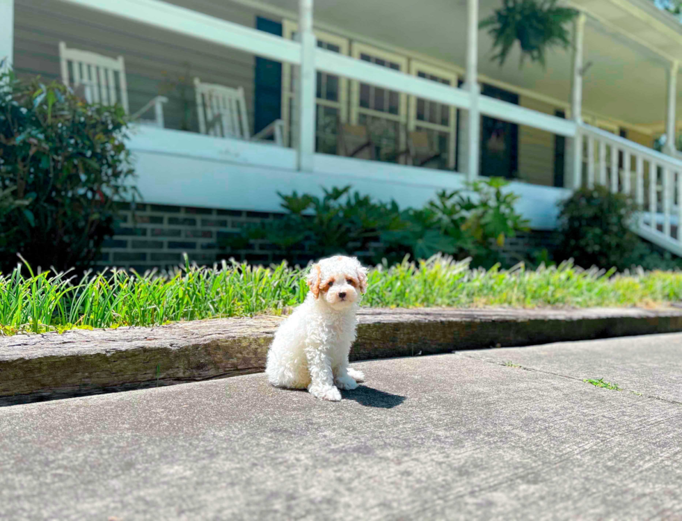 Cute Poodle Baby