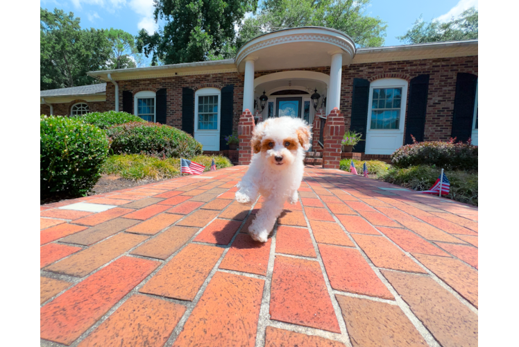 Poodle Puppy for Adoption