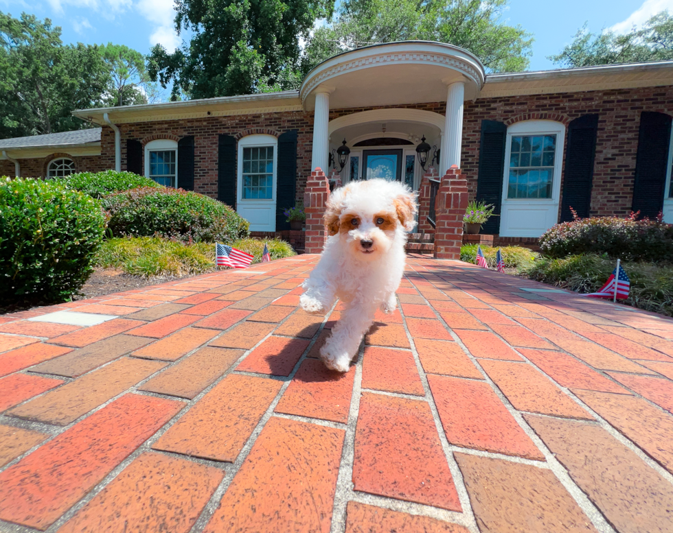 Poodle Puppy for Adoption