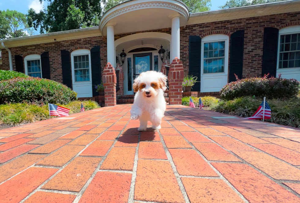 Cute Pudel Purebred Puppy