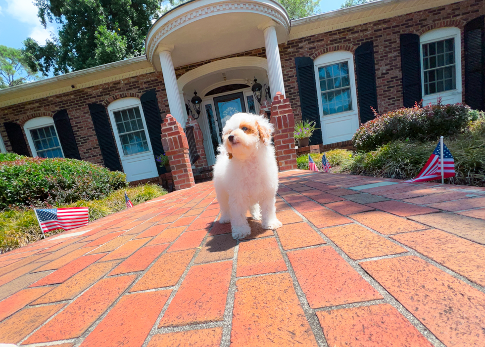 Cute Poodle Baby