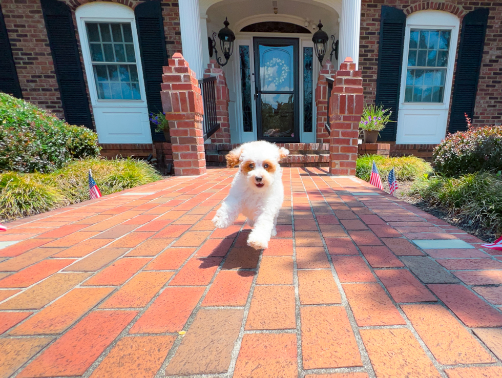 Cute Pooodle Purebred Puppy