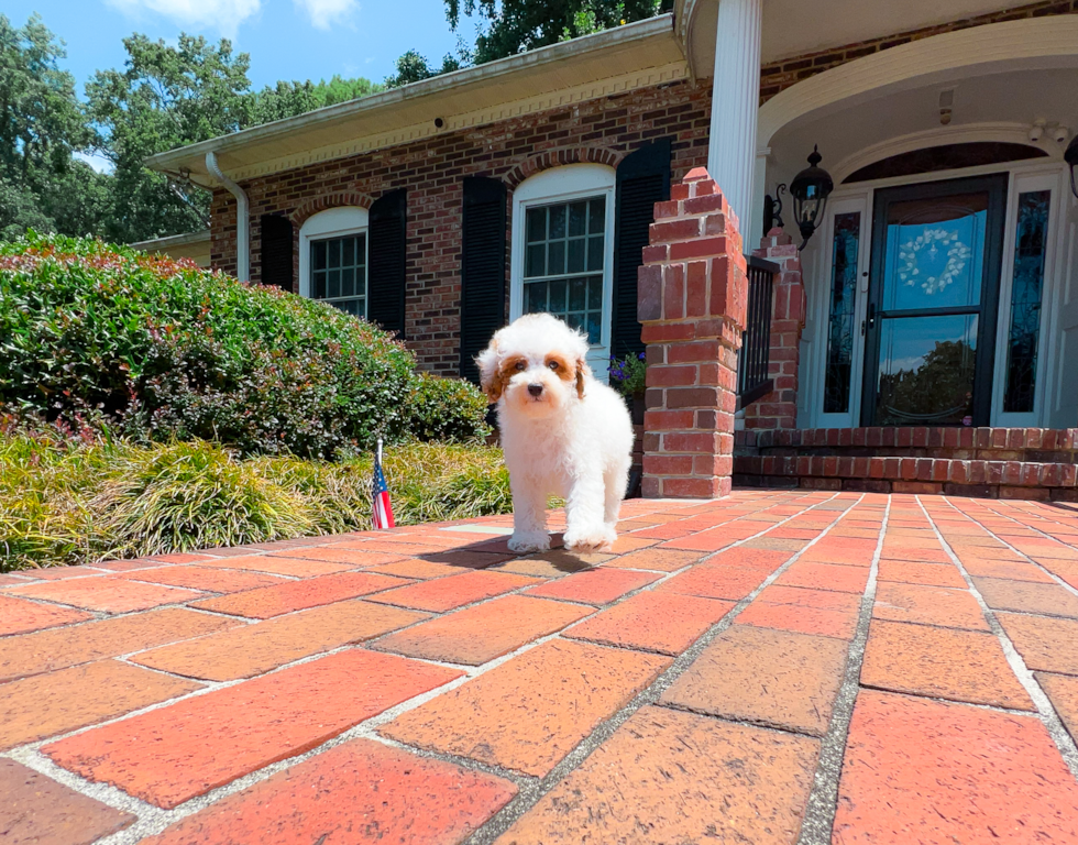 Poodle Pup Being Cute