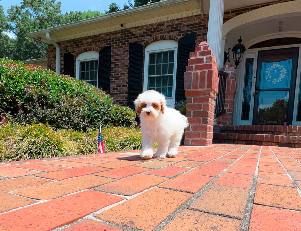 Cute Poodle Purebred Pup