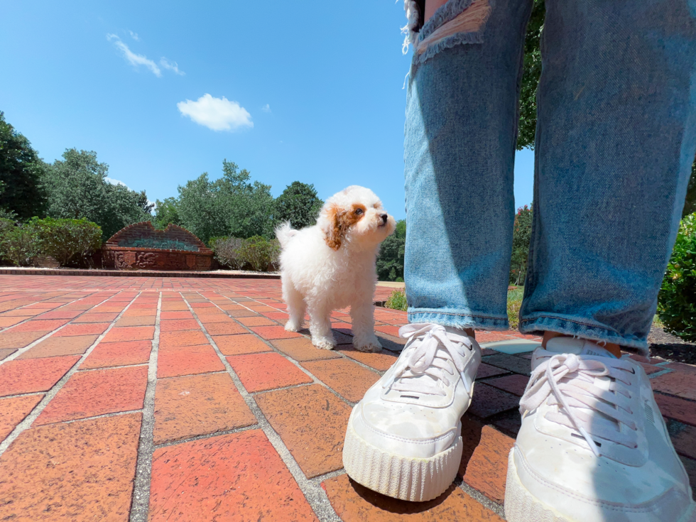 Cute Caniche Purebred Puppy