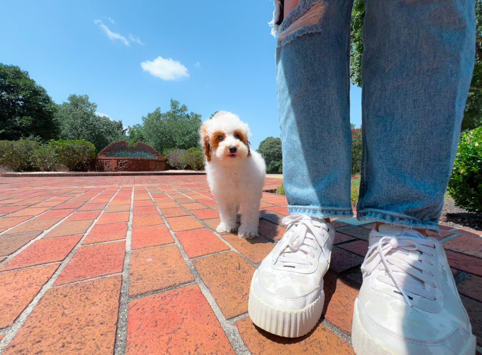 Cute Poodle Purebred Pup