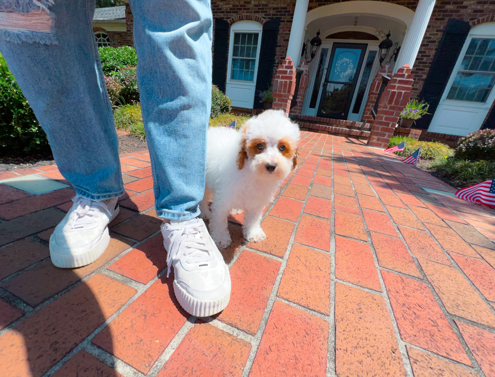 Poodle Pup Being Cute