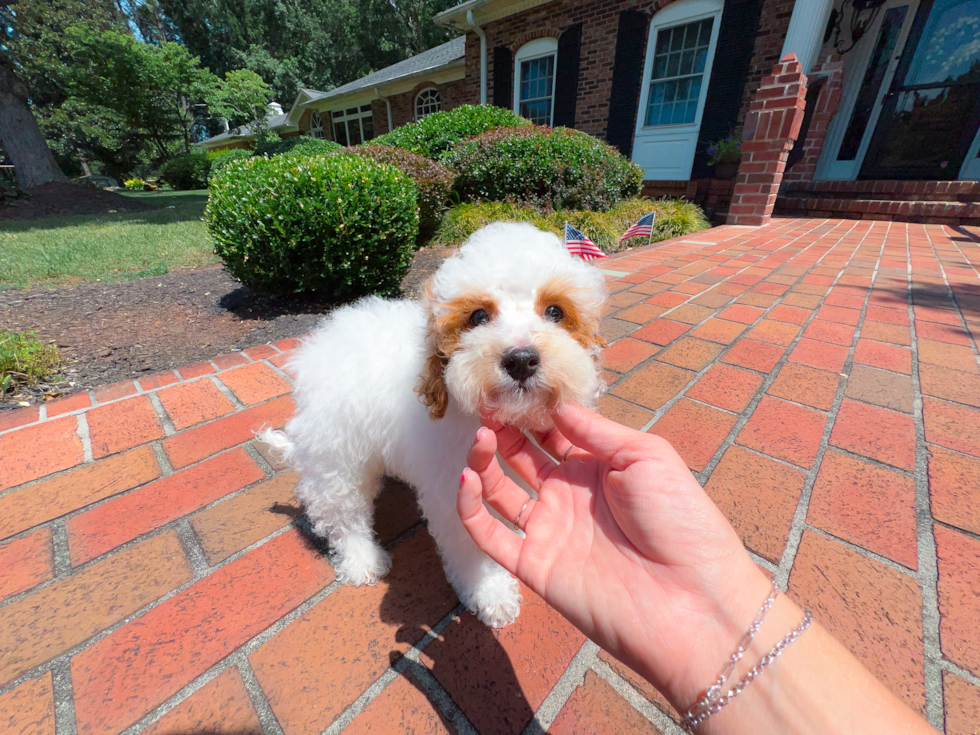 Poodle Pup Being Cute