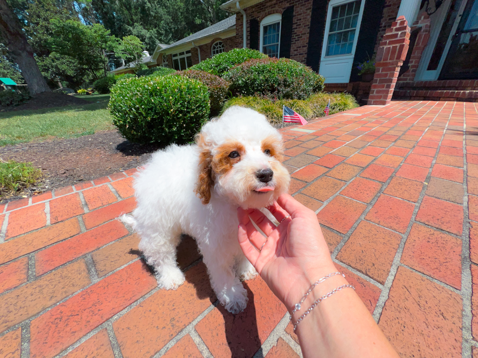 Poodle Pup Being Cute