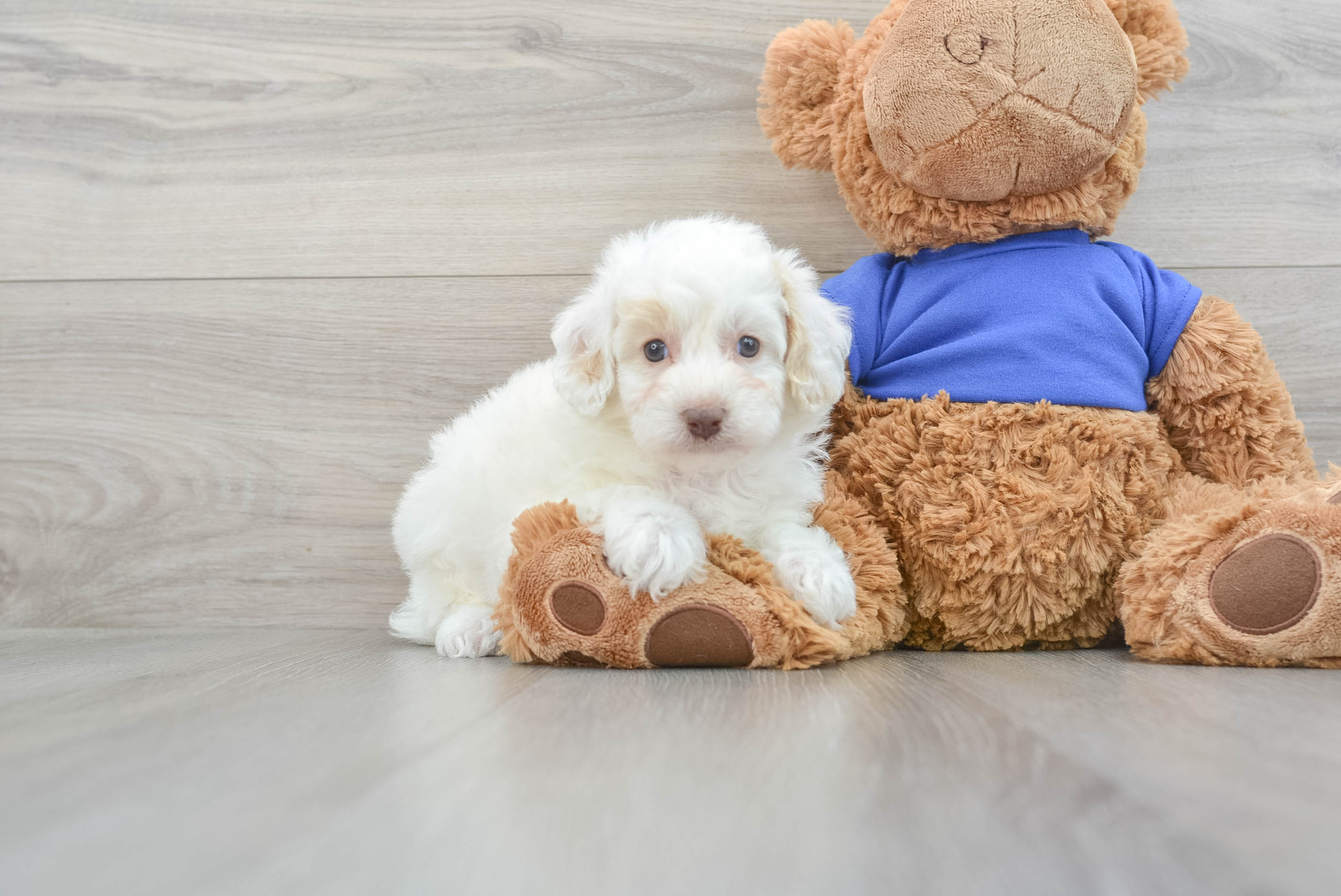 Baby poodle outlet puppies