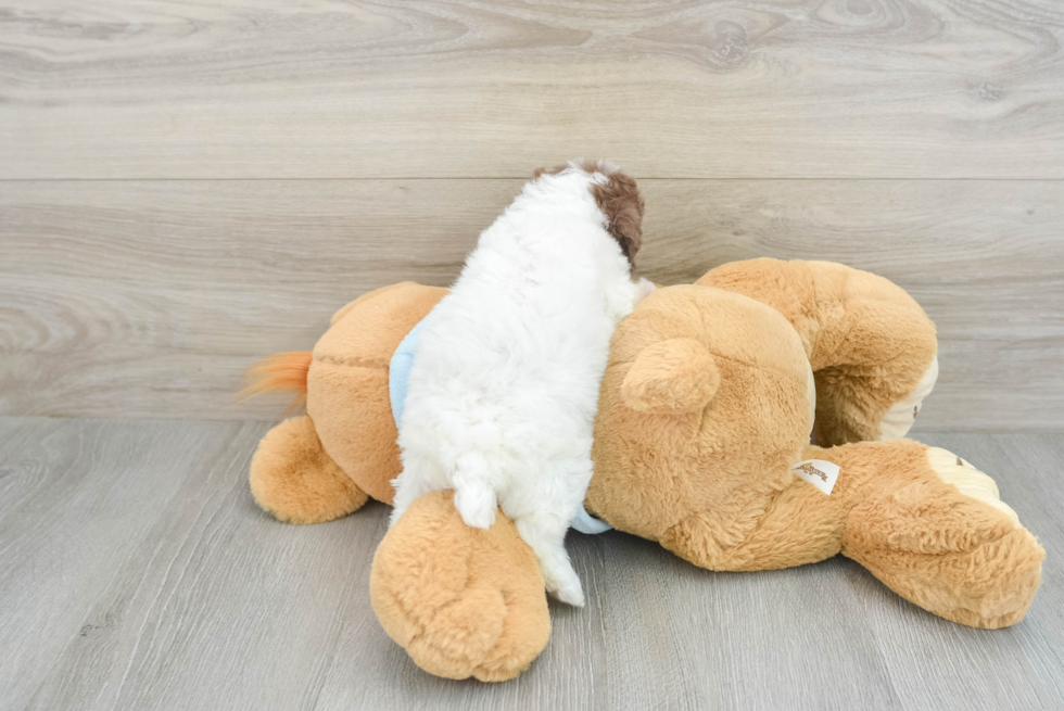 Sweet Toy Poodle Purebred Puppy