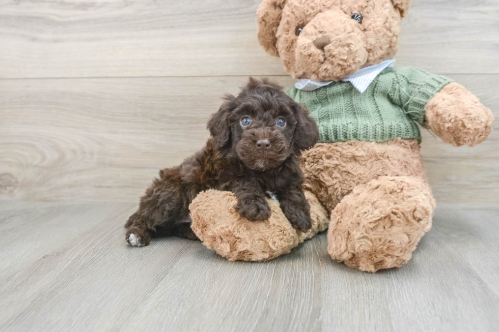 Poodle Pup Being Cute